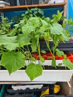 Moestuin Goedkoop Groente Plant stekjes 1.25 € Grote aantal, Tuin en Terras, Planten | Tuinplanten, Volle zon, Groenteplanten