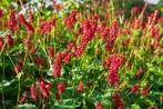 Vaste plant : Persicaria Amplexicaulis 5 euro, Vaste plant, Halfschaduw, Zomer, Ophalen