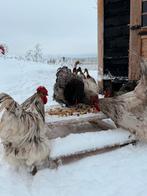 2 orpington groot hanen, Mannelijk, Kip