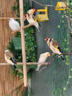 2 Putter Major Männchen, Split Satinet, Mannelijk, Wildzangvogel, Geringd