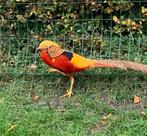 Goud fazant, Dieren en Toebehoren, Pluimvee, Mannelijk, Kip