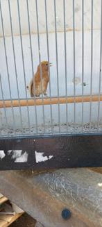 Barms sijs, Dieren en Toebehoren, Vogels | Overige Vogels, Vrouwelijk, Wildzangvogel