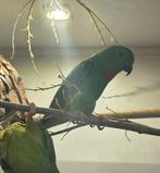 1-0 blauwkroontje voor taxidermie, Mannelijk, Papegaai, Geringd