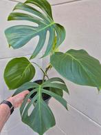 Monstera Sierrana Mexico p17, Ophalen of Verzenden, Halfschaduw, Minder dan 100 cm