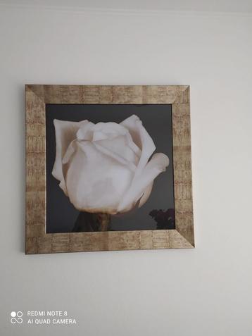 Mooie foto van een witte roos in lijst beschikbaar voor biedingen