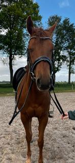 Bomproof E-pony te koop, Dieren en Toebehoren, Pony's, Merrie, Recreatiepony
