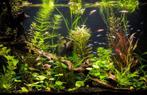 Gratis aquarium of aquarium spullen gezocht, Dieren en Toebehoren, Vissen | Aquaria en Toebehoren, Ophalen of Verzenden