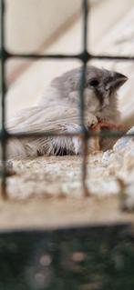 zebravinken, Boeken, Ophalen, Zo goed als nieuw, Vogels