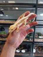 Wimpergekko man uit 2024, Hagedis, Tam, 0 tot 2 jaar