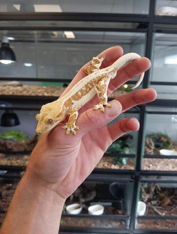 Wimpergekko man uit 2024 beschikbaar voor biedingen