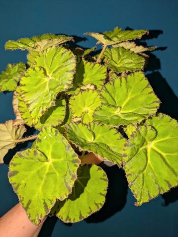 Begonia Rondeau, Autumn Ember, Coco beschikbaar voor biedingen