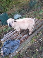 Hampshire down ram, Dieren en Toebehoren, Mannelijk, Schaap, 0 tot 2 jaar