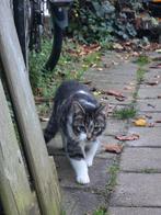 3 kittens zoeken een nieuw huisje, Dieren en Toebehoren, Katten en Kittens | Overige Katten, Meerdere dieren, Kortharig, 0 tot 2 jaar