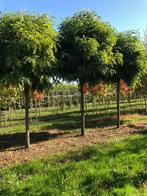 Bol acacia Robinia Umbraculifera bolboom outlet, Bloeit niet, Overige soorten, 250 tot 400 cm, Ophalen