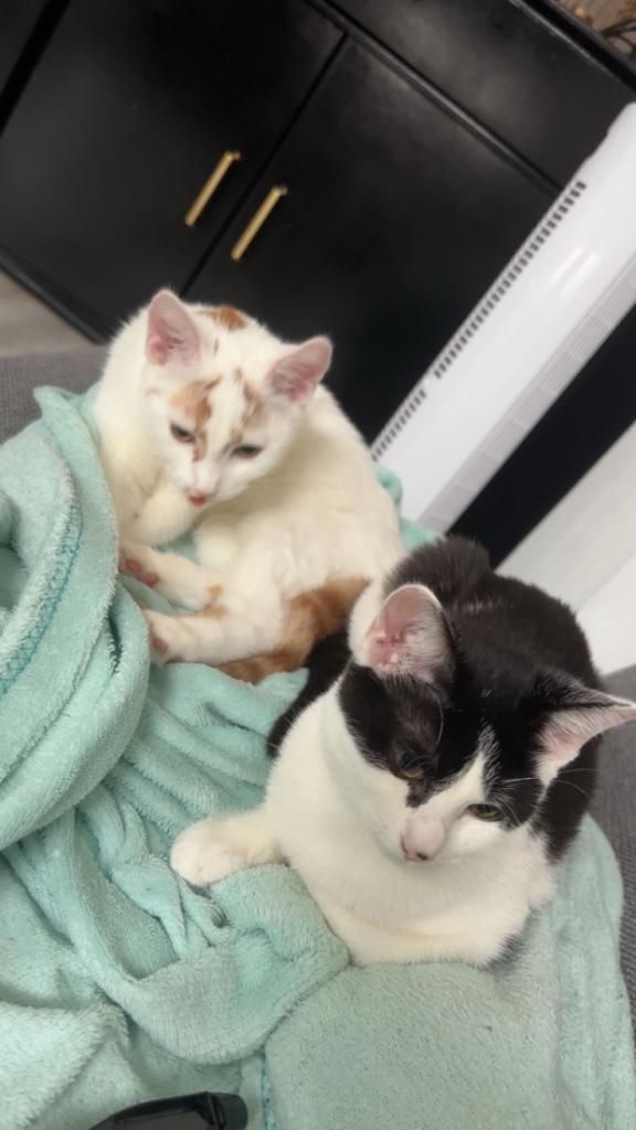 Kittens, Dieren en Toebehoren, Katten en Kittens | Raskatten | Korthaar, Poes, 0 tot 2 jaar, Ontwormd