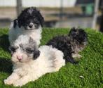 Te koop mooie Blue merle Maltipoo pups