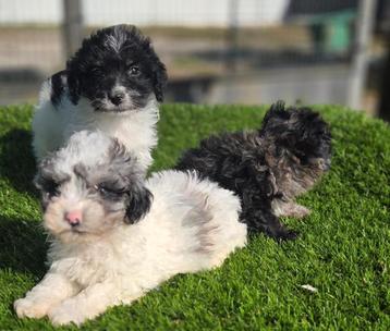 Te koop mooie Blue merle Maltipoo pups  beschikbaar voor biedingen