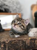 Brits korthaar, Dieren en Toebehoren, Poes
