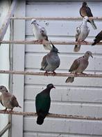 Australische kuif duiven, Meerdere dieren