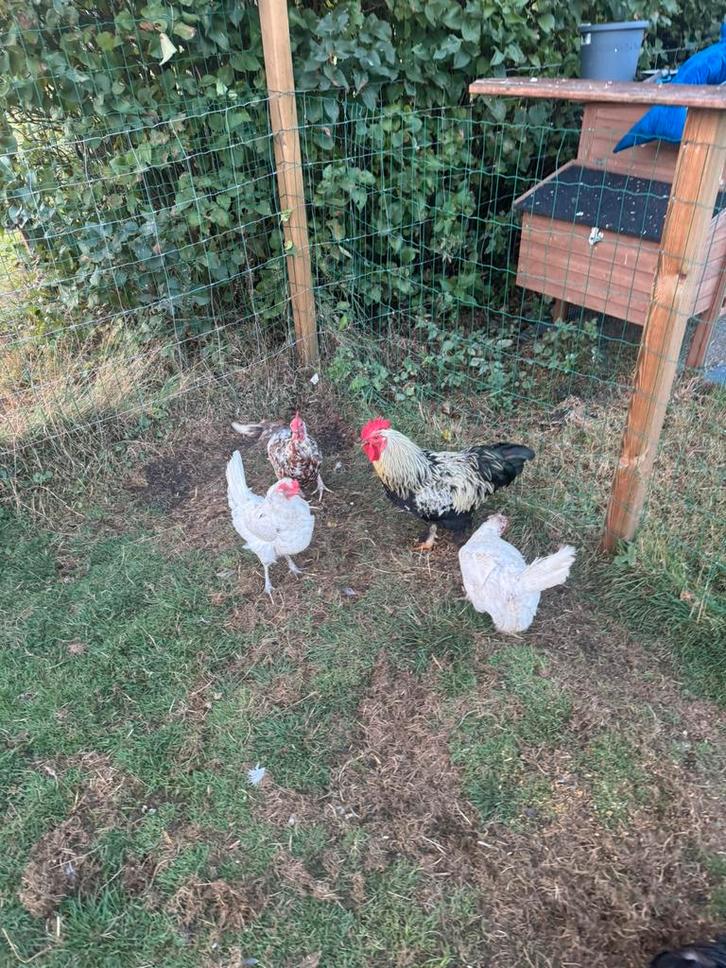 Leuke kippen met haan GRATIS, Dieren en Toebehoren, Pluimvee, Kip, Meerdere dieren