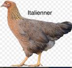 Legkippen kippen te koop Italienner zilverhals, Dieren en Toebehoren, Pluimvee, Vrouwelijk, Kip