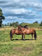 Te Lease aangeboden, Dieren en Toebehoren