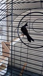 Buulbuul Roodoor MAN, Mannelijk