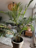 Areca Palm met pot, 160cm hoog/breed, Ophalen, Palm, Halfschaduw, In pot