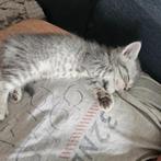 Britse korthaar kittens, Dieren en Toebehoren, Katten en Kittens | Raskatten | Korthaar, Kater, Ontwormd, 0 tot 2 jaar