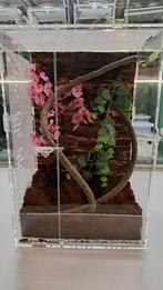 Compleet nieuw terrarium ( bidsprinkhaan, springspin)