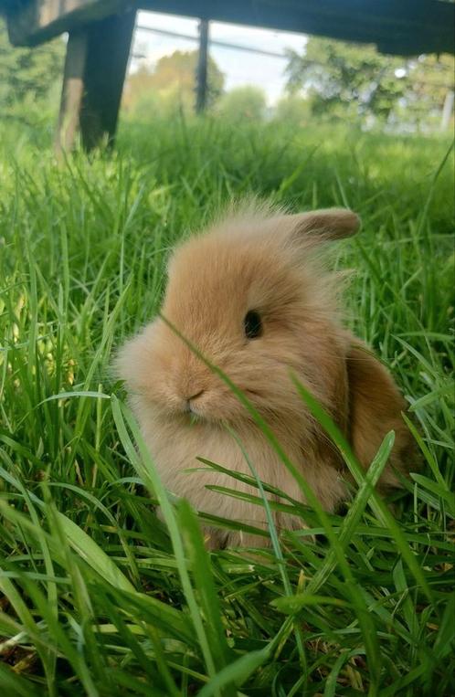 Schattige hangoor konijntjes nog 1 beschikbaar!!, Dieren en Toebehoren, Konijnen, Middelgroot, Geslacht onbekend, 0 tot 2 jaar