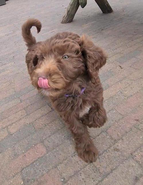 Uniek!!  groot formaat Labradoodle, Dieren en Toebehoren, Honden | Retrievers, Spaniëls en Waterhonden, Meerdere dieren, Overige rassen