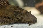 Vissenasiel pleco, Dieren en Toebehoren, Vissen | Aquariumvissen, Zoetwatervis, Vis