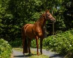 Schitterende, Lieve Leermeester Merrie, Dieren en Toebehoren, Merrie, ZZ, Gechipt, Dressuurpaard