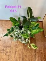 Kamerplant pakket, Ophalen of Verzenden, Halfschaduw, Minder dan 100 cm