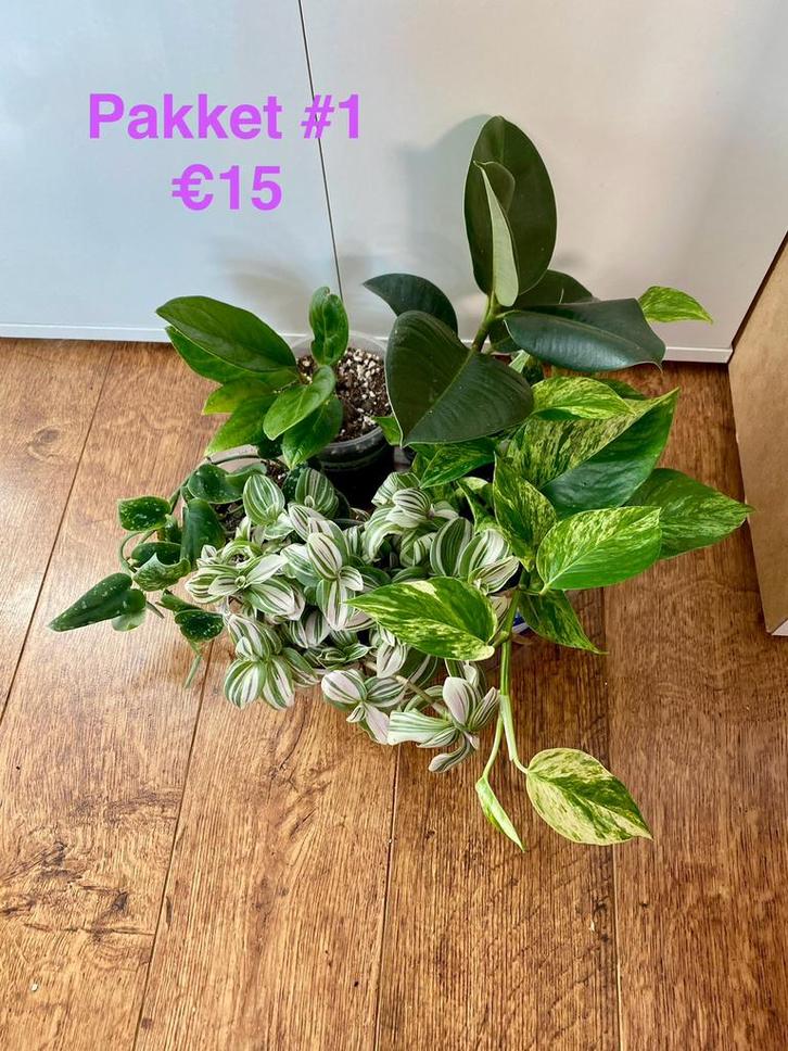 Kamerplant pakket, Huis en Inrichting, Kamerplanten, Minder dan 100 cm, Halfschaduw, Ophalen of Verzenden