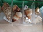 Conus /Conussen schelpen, Verzamelen, Mineralen en Fossielen, Schelp(en), Ophalen of Verzenden