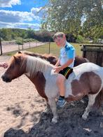 2 hele lieve shetlanders, Dieren en Toebehoren, Pony's, Gechipt, Zadelmak, A pony (tot 1.17m), Recreatiepony