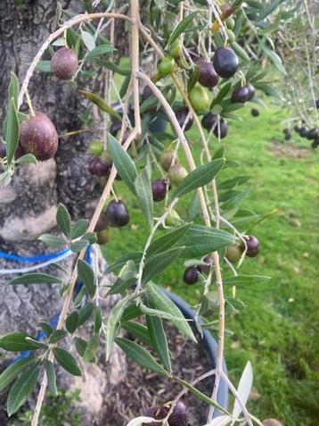 Vertakte olijfboom olea europae met rijpe vruchten NR BL-28 beschikbaar voor biedingen