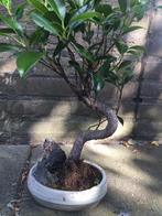 Bonsai ficus ginseng, In pot, Minder dan 100 cm, Bonsai, Groene kamerplant