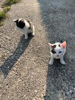 kittens, Dieren en Toebehoren, Katten en Kittens | Overige Katten, Meerdere dieren, Kortharig, 0 tot 2 jaar
