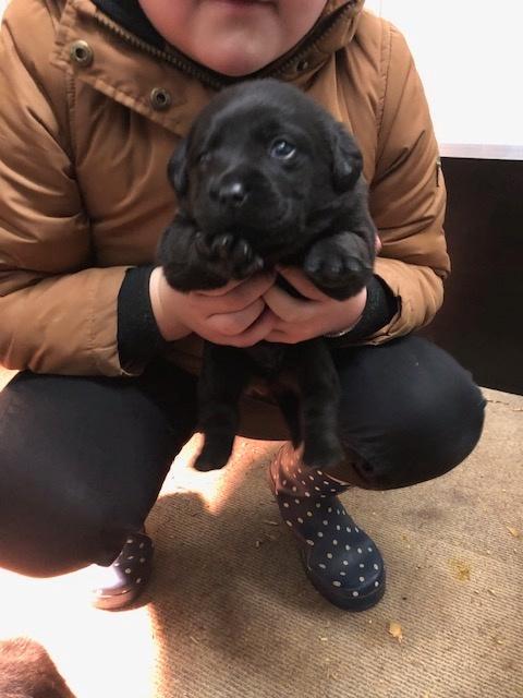 Leuke, vrolijke labrador pups te koop (oud. stamboom) Zwart!, Dieren en Toebehoren, Honden | Retrievers, Spaniëls en Waterhonden