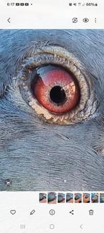 Duifje, Dieren en Toebehoren, Vogels | Duiven, Mannelijk