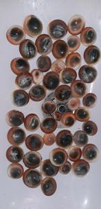 Mata Bias / Cat eye shells/Bitacora operculum Oog van Shiva, Gebruikt, Ophalen of Verzenden, Schelpen