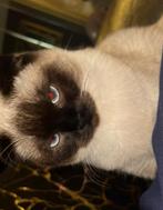 Ragdoll x scottish fold, 0 tot 2 jaar, Gechipt, Poes