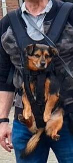 Tailup: Honden draagzak Maat M, Ophalen of Verzenden, Zo goed als nieuw