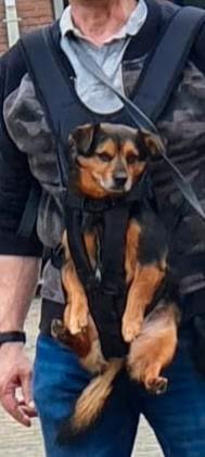 Tailup: Honden draagzak Maat M beschikbaar voor biedingen