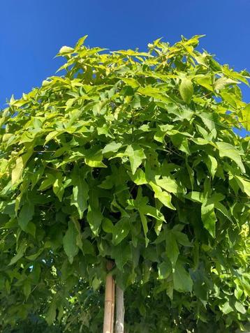 Liquidambar stryraciflua Gum Ball  Bol Amberboom beschikbaar voor biedingen