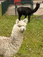 Alpaca hengst veulen, Dieren en Toebehoren, Maart, Mannelijk