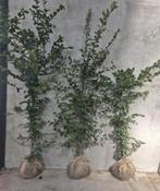 Haag bomen met kluit - fagus sylvatica, Tuin en Terras, Ophalen